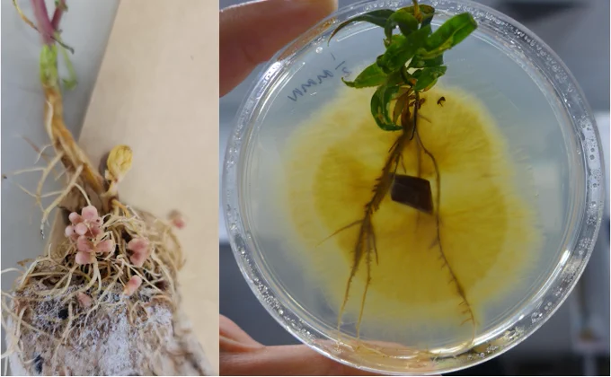 chickpea nodules and eucalyptus colonized by pisolithus