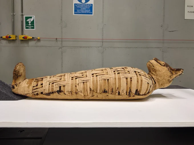 An ancient Egyptian cat mummy in the British Museum X-ray imaging laboratory