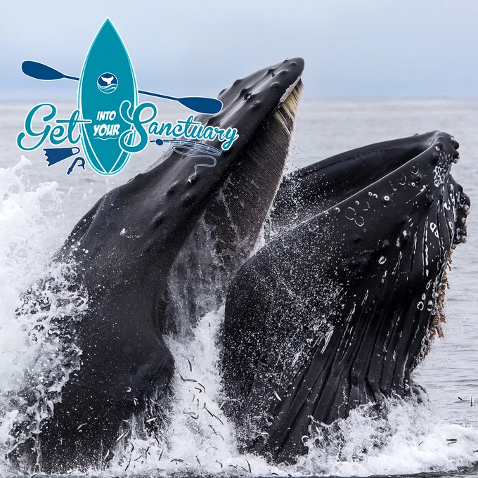 Humpback whale lunge feeding on small fish at the ocean surface.