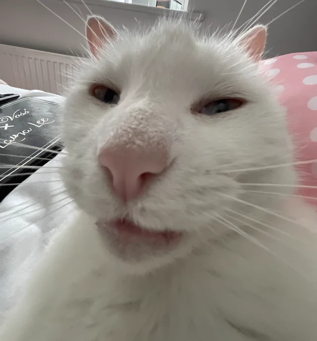 Stinky’s face is very close to the camera here which has an effect over it to make her nose look bigger, almost like a fisheye. Her mouth is slightly open too making her look funny.