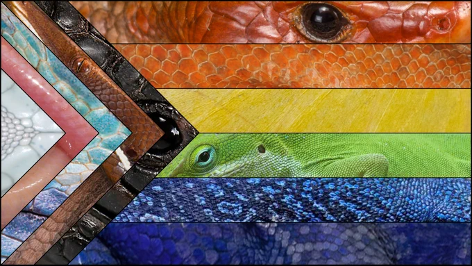 A pride flag in which the stripes are colored with close up pictures of lizards. 
