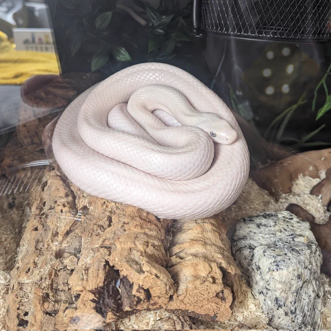 A sunbathing snek, curled into a spiral splot shape. 