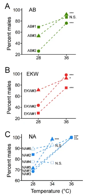 Zebrafish natural strains Ekkwill (EKW) and Nadia (NA), both with chromosomal sex determination (SD) and theoretically resilient to environmental perturbations,  are readily masculinized by elevated temperature as the domesticated AB strain, which has polygenic sex determination and is easily influenced by environmental temperature.