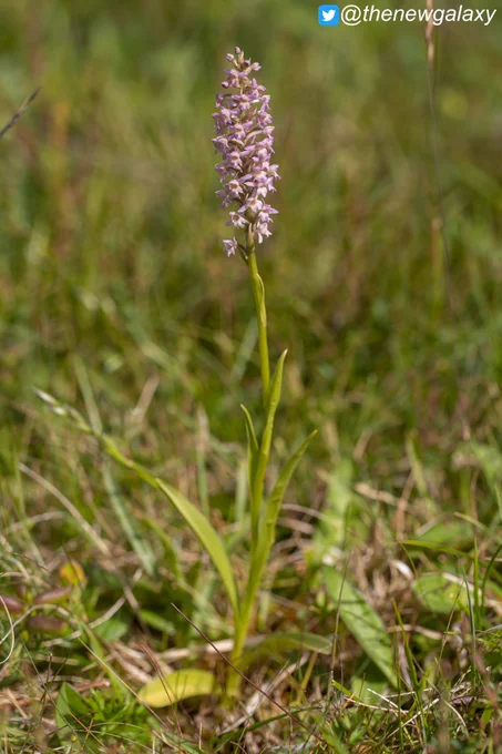 An intergeneric hybrid between the Small White Orchid (Pseudorchis albida) and Heath Fragrant Orchid (Gymnadenia borealis). Note that this plant pretty much looks like an intermediate of the two. It has no formal name, as far as I'm aware.