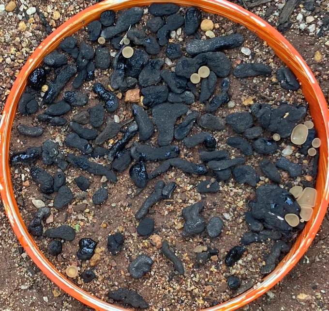 Disease modelling project sclerotia depot at Northam 29 June 2022