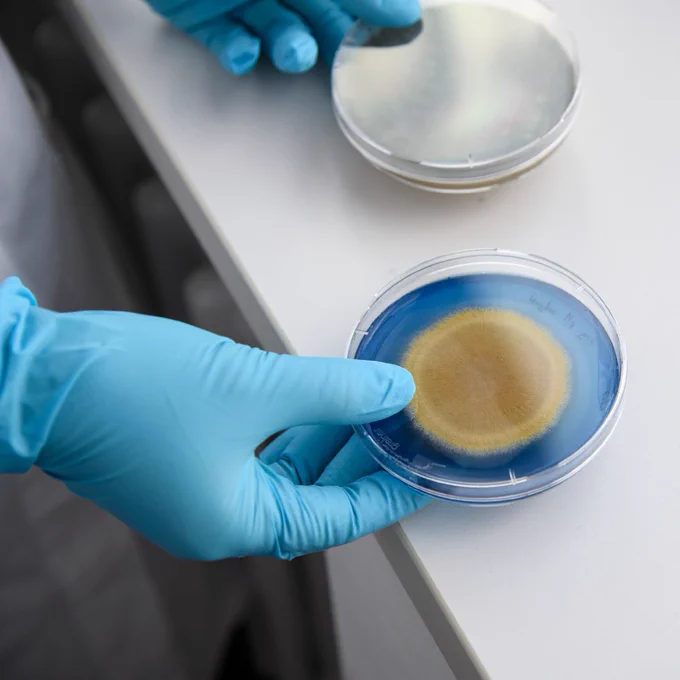 Hands in blue gloves hold Petri dishes; cultures grow in one.