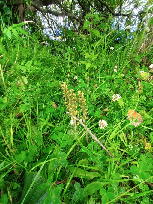 Listera ovata/Common Twayblade/Dédhuilleog