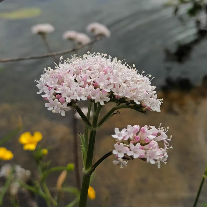 Valeriana officinalis/Common Valerian/Caorthann corraigh