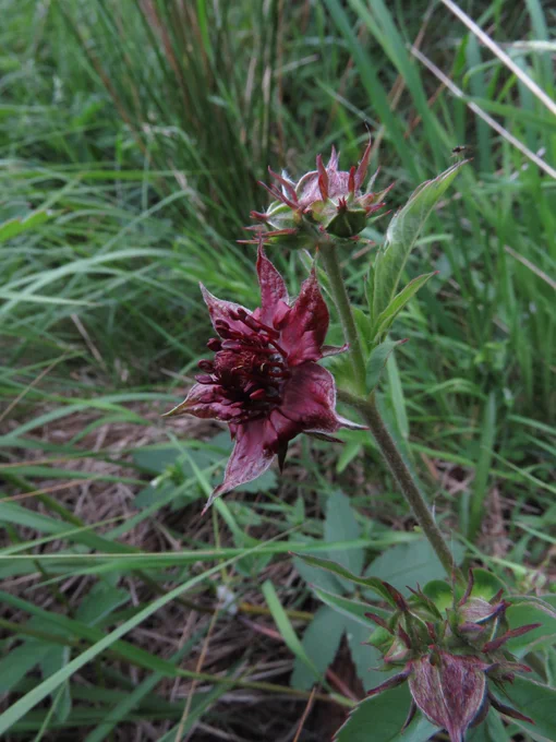Comarum palustre/Marsh Cinquefoil/Cnó léana