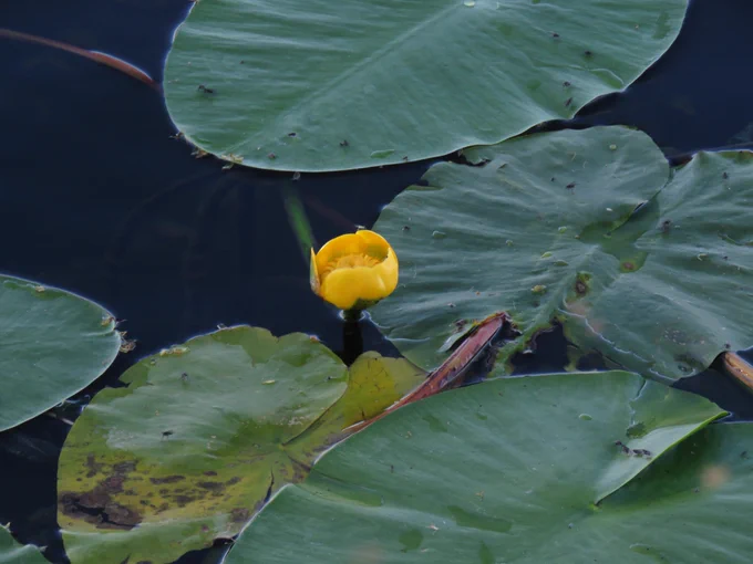 Nuphar lutea/Yellow Waterlily/Cabhán abhann