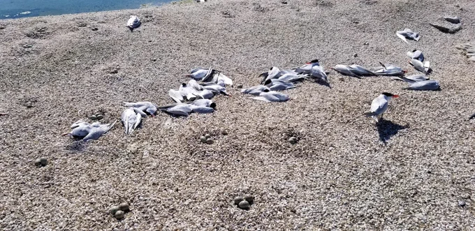 Dead Caspian terns near nests with eggs. Credit: Sumner Matteson, WI DNR