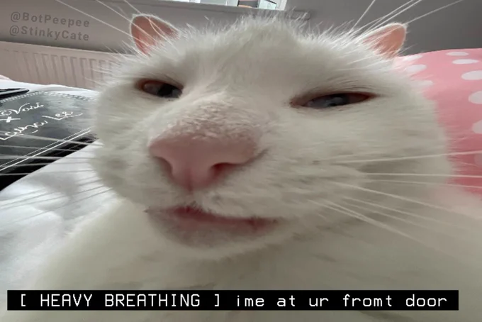 Stinky the cat positions his face extremely close to the camera. His mouth is slightly ajar.

Caption: [HEAVY BREATHING] i'm at ur front door