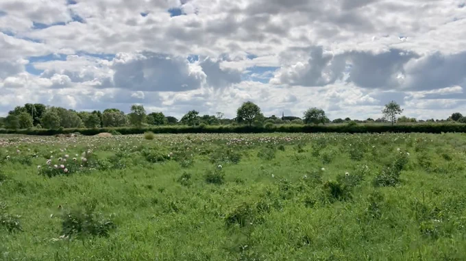 A wide view of a green field. Large deciduous trees can be seen in the distance beneath the horizon. The sky is filled with large, puffy, grey and white clouds against a blue background.