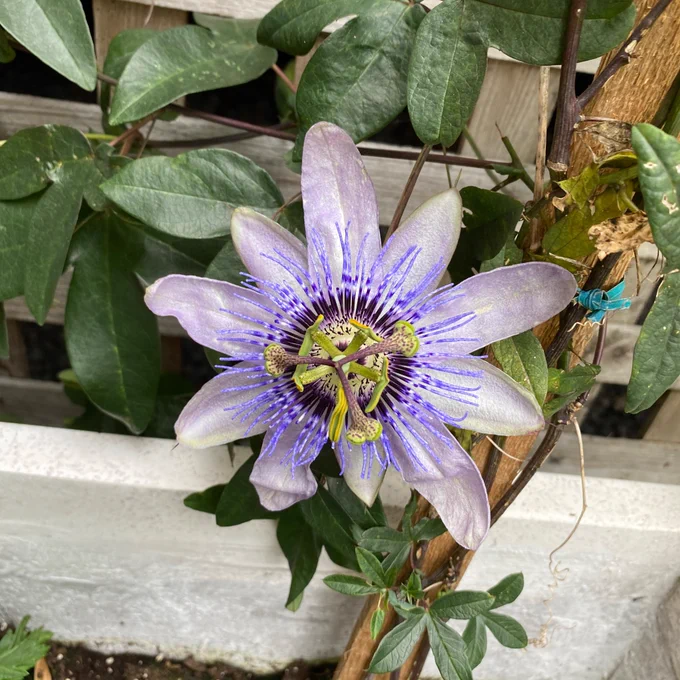 A purple, white, and yellow Passion flower on the vine. 