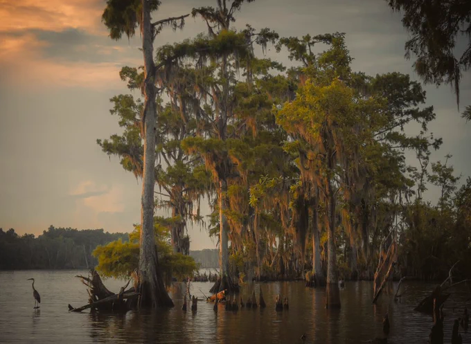 Sunrise light shining on a cypress swamp with a Great Blue Heron perched on the water