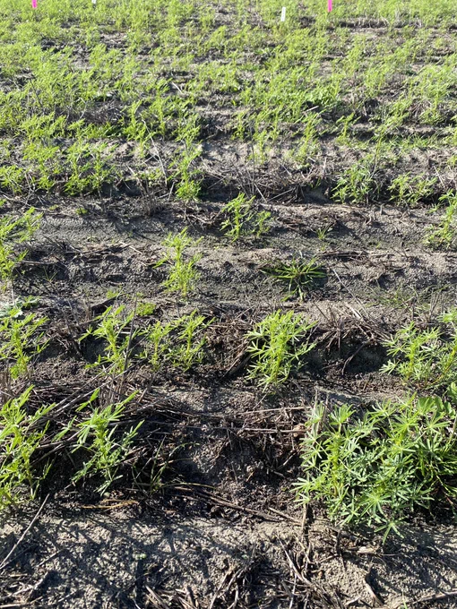Ultro 1.1 kg/ ha