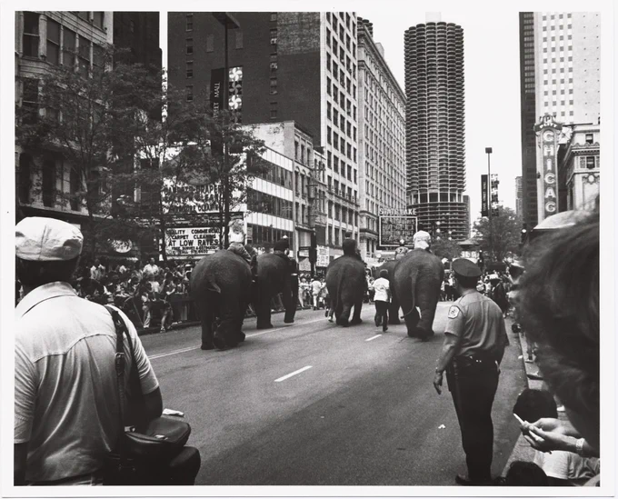 A black & white photograph of a city street lined with tall buildings. Crowds of people line the street as they watch 5 elephants, each with a rider, move down the street away from the camera. The elephants behinds and tails are visible, as are the backs of spectators.
