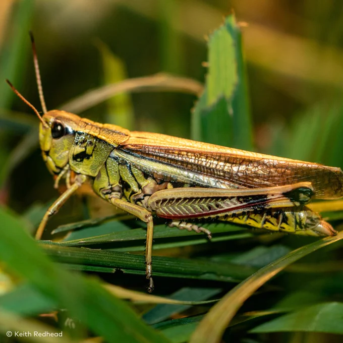 A close up photo of a handsome large marsh grasshopper with yellow and brown back, and olive green abdomen sat on grass.