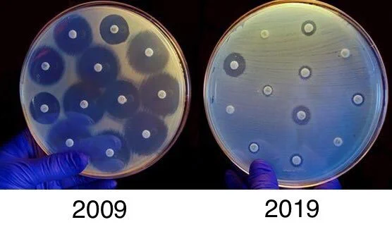 Foto comparando duas placas petri com antibióticos em 2009 e 2019. Em 2009 há grandes espaços vazios ao redor dos antibióticos, indicando que eles estão agindo contra as bactérias. Em 2019 as bactérias cobriram praticamente toda a placa, indicando que se tornaram resistentes ao antibiótico.