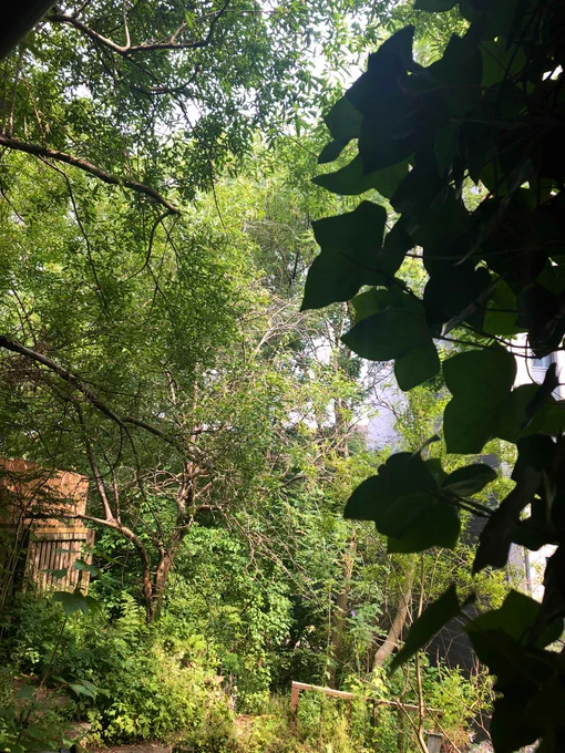 A tremendously peaceful photo of leafy greenery photographed from the Tchai Ovna patio.