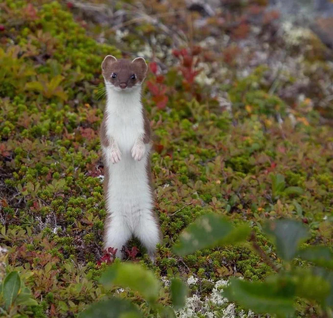 Small ermine standing and looking straight toward camera