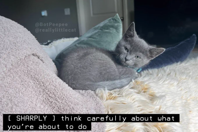Party Hat the kitten cuts a look at you, his head craned.

Tone word: SHARPLY
Caption: think carefully about what you’re about to do