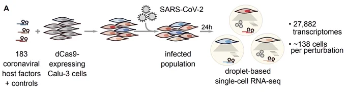 Schematic of the Perturb-seq workflow to study SARS-CoV-2 host factors (Fig. 1A of the paper):
A sgRNA library targeting host factors of SARS-CoV-2 is delivered to Calu-3 cells stably expressing the CRISPRi machinery. The cells are then infected with SARS-CoV-2 and analyzed by single-cell RNA-seq, analyzing the expression of host and viral genes in 27k individual cells, and monitoring how perturbation of host factors changes the progression of infection and the activity of antiviral pathways.