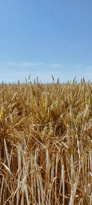 Field of wheat 