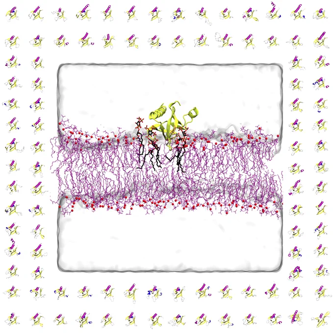 an illustrative image showing 100 PH domain structures surrounding a central image of a PH domain binding to a membrane in a simulation  box