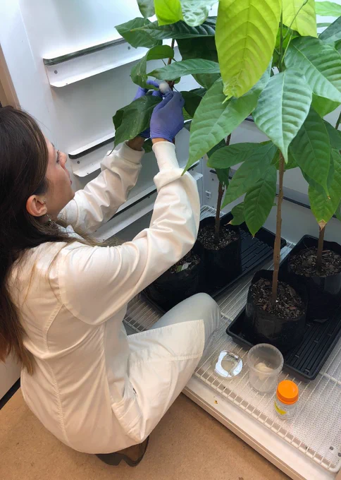 ARS plant pathologist Alina Puig determines pathogen virulence by infecting Theobroma cacao seedlings.