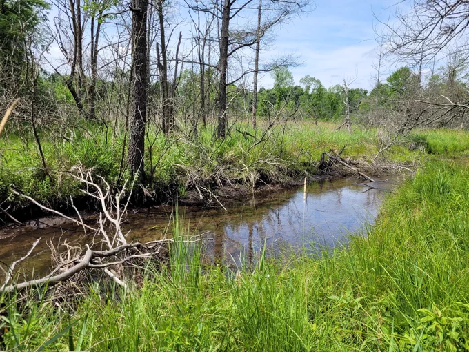drain flowing through a natural area