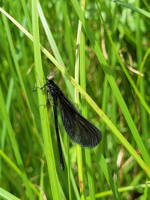 damsel fly sitting on a sedge.