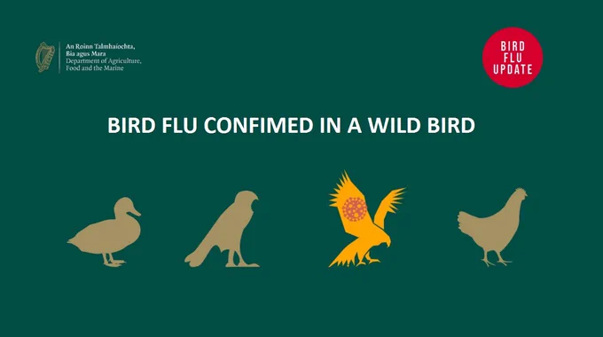 #Birdflu has recently been confirmed in a wild bird in Ireland🦅

We urge poultry owners to be vigilant and ensure their premises are biosecure

Do not pick up or touch sick or dead wild birds, and keep pets away from them
➡️See all avian influenza updates www.gov.ie/birdflu