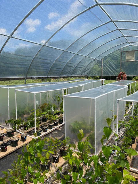 A shot of a greenhouse under a blue sky, in which red oak, red spruce, and paper birch saplings in pots are covered by large plastic chambers. Four of the chambers are fully sealed, while the other four are only covered by a top sheet of plastic.