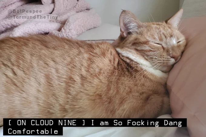Tormund the orange cat lays with his head scrunched up against a silk pillow.

Tone description: ON CLOUD NINE
Caption: I am So Focking Dang Comfortable