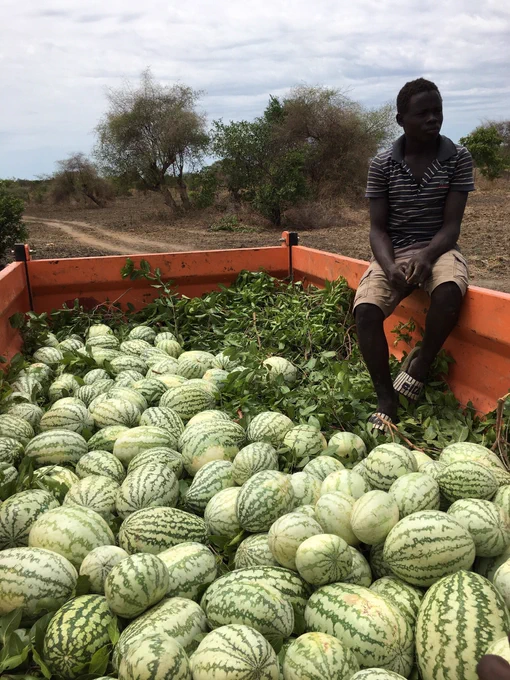Watermelons grown through solar-powered irrigation in rural #SouthSudan.