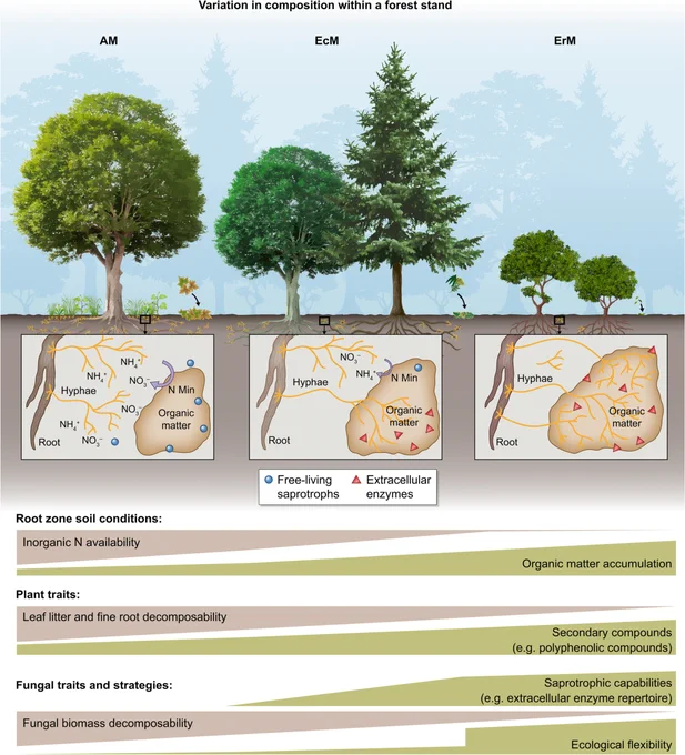 Read (1991) and Read & Perez-Moreno (2003) hypothesized that the relative abundance of arbuscular (AM), ecto- (EcM) and ericoid mycorrhizal (ErM) plants vary predictability across broad, climate-associated gradients of decomposition rates, soil organic matter (SOM) accumulation and inorganic nitrogen (N) limitation owing to differences in plant and fungal functional traits among these groups. 