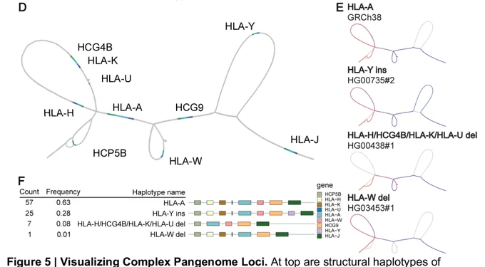 Structural haplotypes of HLA-A in the PGGB HPRCy1 graph