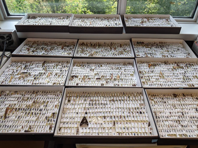 Specimen update! 
All of your hard work collecting #insects is paying off, as all of the large-bodied insects have now been pinned and are ready to be inspected by our team of taxonomists!

Every one has had a leg or other small fragment removed for #DNA extraction! 
#Science