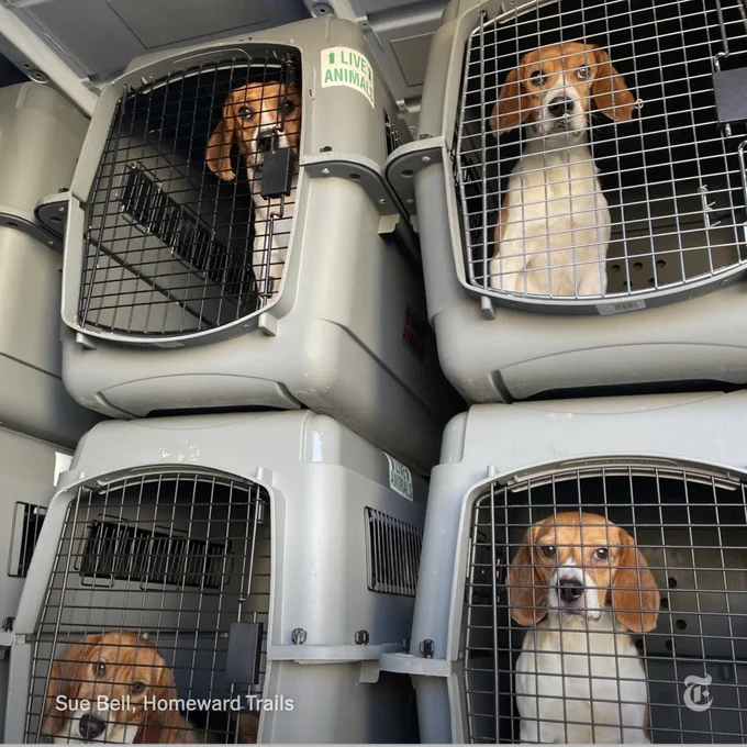 Four beagles look out from their crates. Photo by Sue Bell, Homeward Trails.