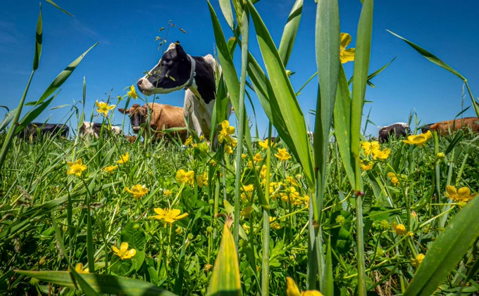 cows standing in grass