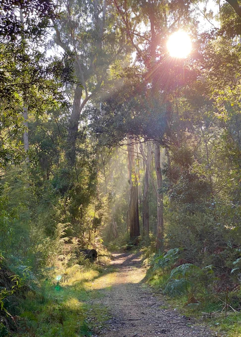 Golden morning sun streams down through tall trees onto a dirt path and greenery