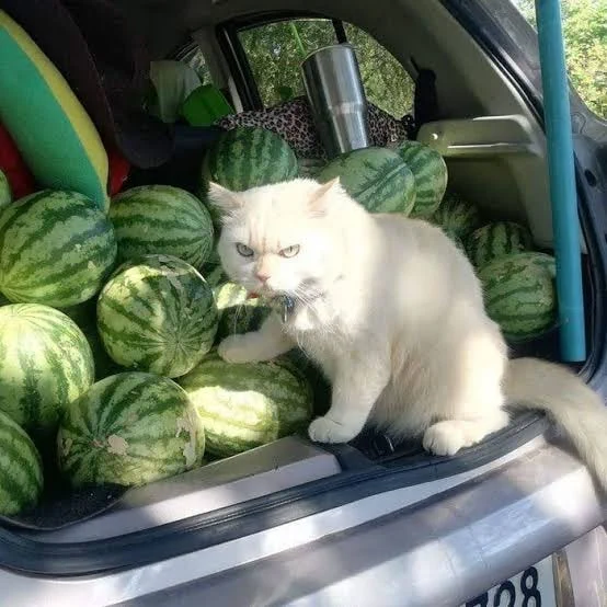 A fluffy white cat with a paw on its produce. He is either commanding you or forbidding you to buy a melon.