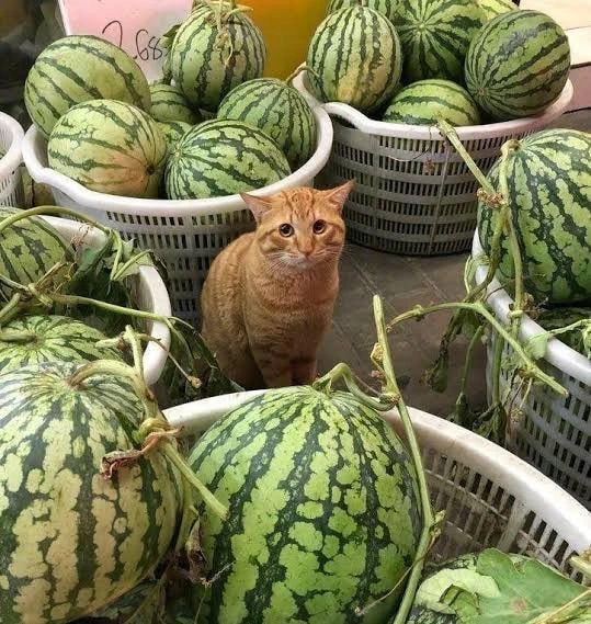 A ginger cat with big eyes is pleading with you to buy a melon.