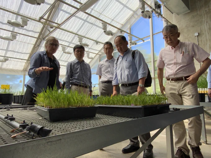 4 men look at very small wheat plants in planters as a woman talks to them about what they're looking at.