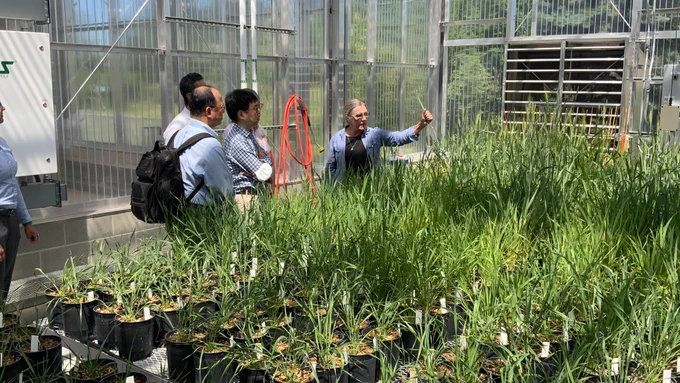 A woman grips a wheat plant in her fist in a greenhouse full of wheat plants. She's talking with 4 people.