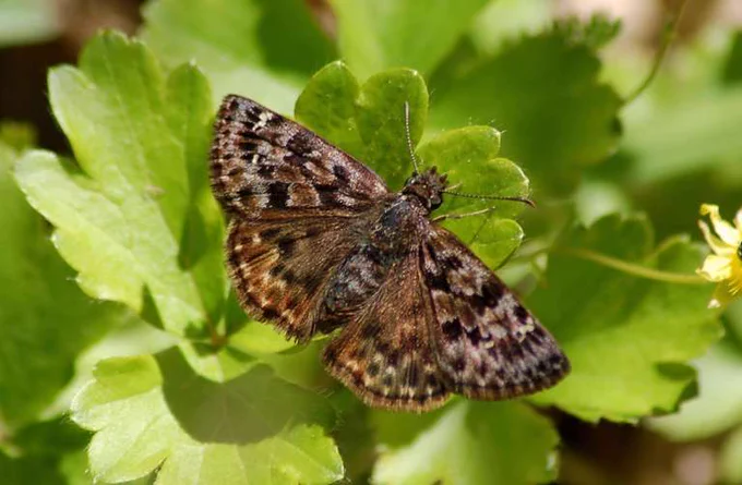 A brown butterfly sits on a green leaf. 