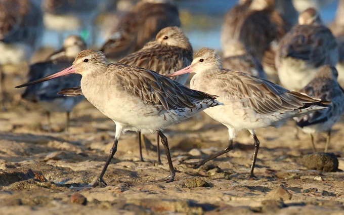 Photo: Bar-tailed Godwit (Limosa cf. lapponica), posted with permission.