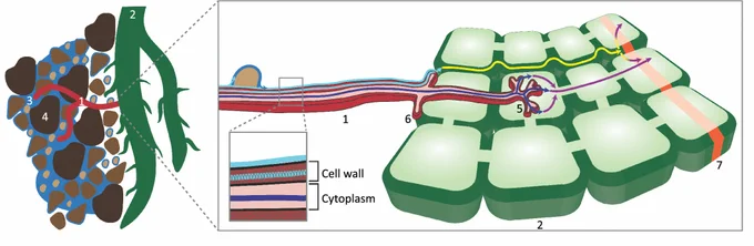 Simplified representation of water transport from soil through an arbuscular mycorrhizal fungus hypha to a plant root. Extracytoplasmic water transport in a hypha, joins apoplastic transport in a plant root. Cytoplasmic transport in a hypha, joins symplastic transport in a plant root. 