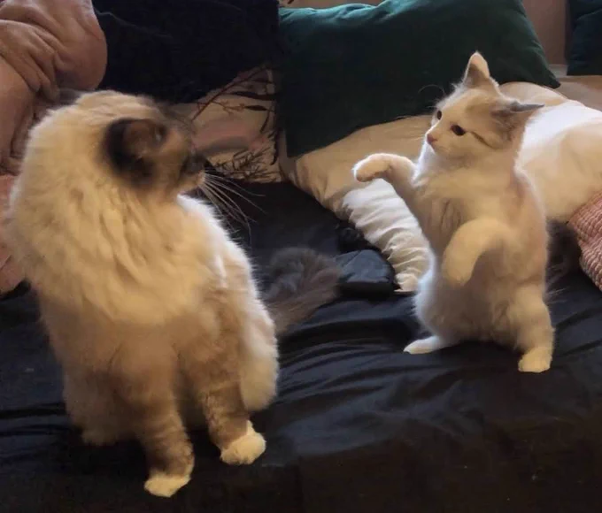 Two light coloured cats standing on a black-sheeted bed. The cat on the left is turning towards the other, leaning away in unimpressed annoyance. The baby cat on the right is standing on her hind legs with front paws lifted, as if posing and posturing martial arts to the other cat.
